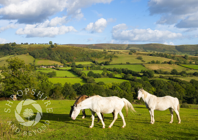 Horses grazing with Adstone Hill and the Long Mynd on the horizon, Shropshire.