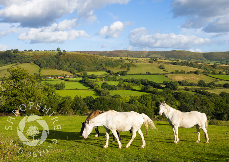 Horses grazing with Adstone Hill and the Long Mynd on the horizon ...