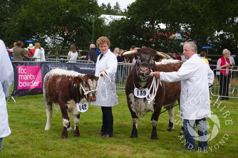 Longhorn cattle in the parade ring at Burwarton Show, near Bridgnorth, Shropshire, England.