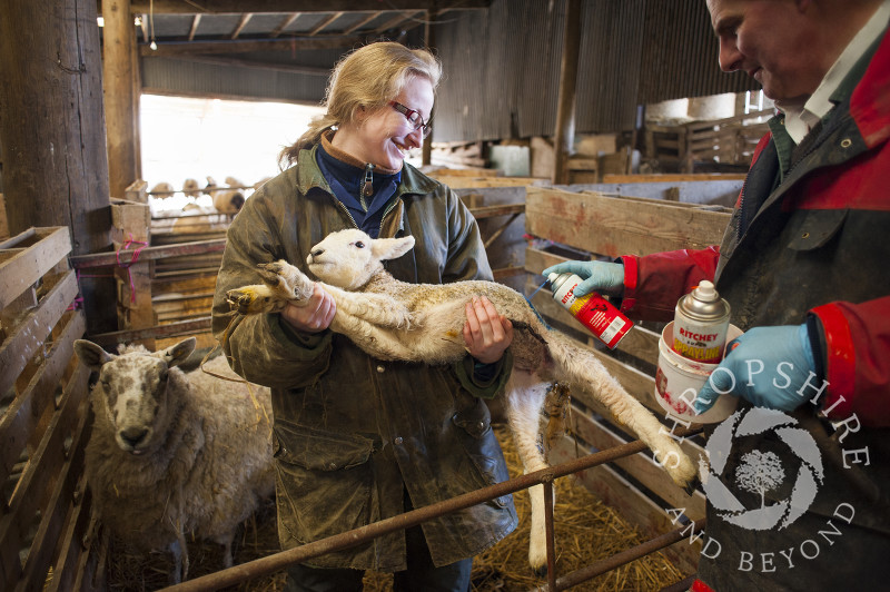 Farmworkers numbering sheep on a Stiperstones farm, Shropshire, England.