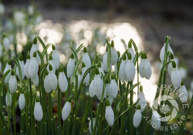 Snowdrops beside Coundmoor Brook, near Cound, Shropshire.