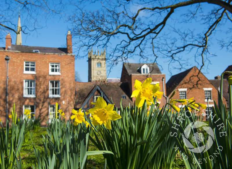 Daffodils in Princess Street, with St Julian's Church seen in the background, Shrewsbury, Shropshire, England.