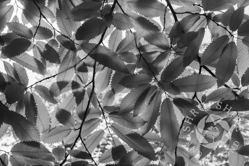 Sunlight through sweet chestnut leaves in Comer Wood, Shropshire.