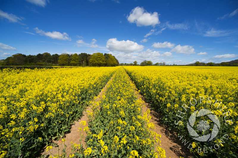 Tracks through an oilseed rape field near Telford in Shropshire, England.