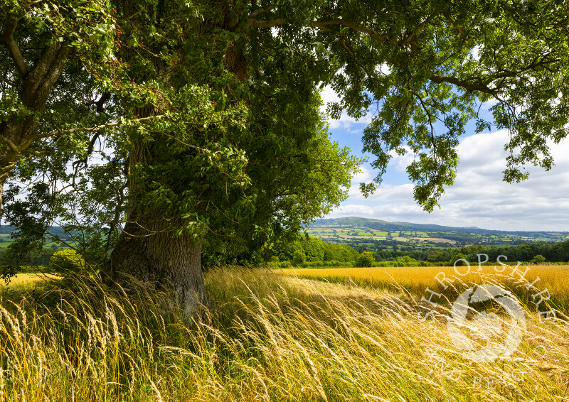 Fields of Gold near Shipton, with the Clee Hills on the horizon, Shropshire.