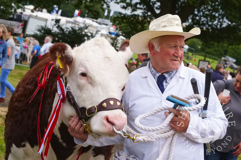 Roger Birch, from Stafford, and Boomer, a Hereford heifer, before going in the parade ring at Burwarton Agricultural Show, near Bridgnorth, Shropshire, England.