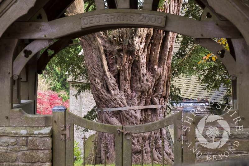 The ancient yew in the churchyard of St John the Baptist at Church Preen, Shropshire.