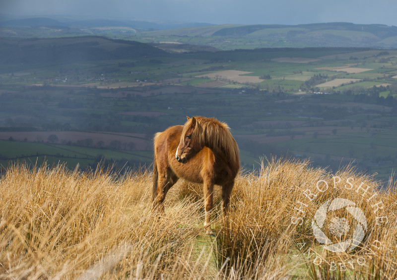 A pony grazing on Brown Clee Hill, Shropshire, England.