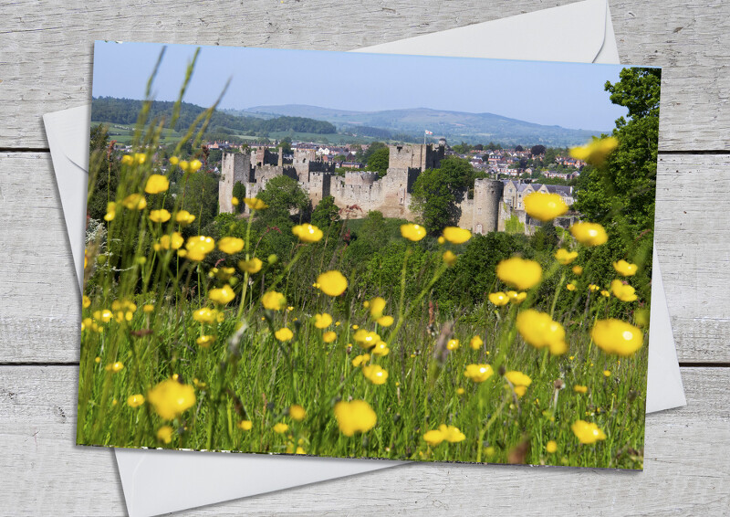 Ludlow Castle and buttercups, Shropshire.