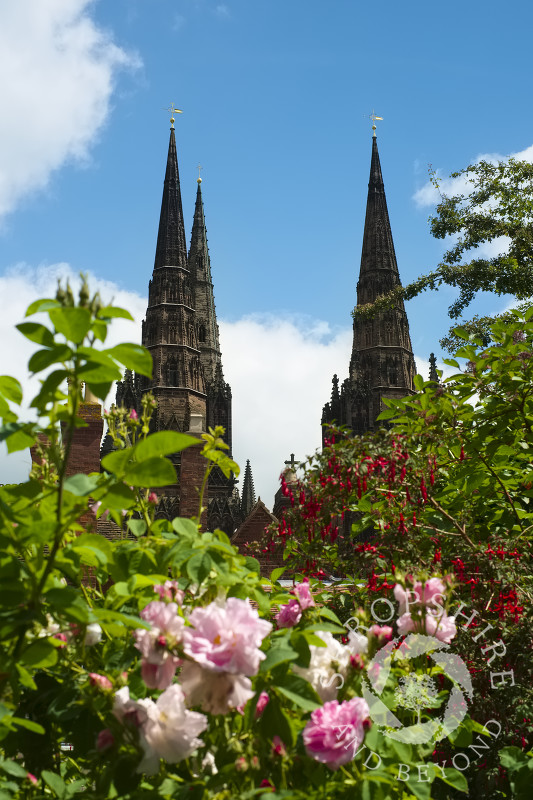 Roses bloom in the garden at Erasmus Darwin House in the shadow of Lichfield Cathedral, Staffordshire, England.
