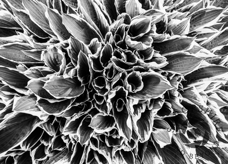 Monochrome image of a hosta plant in a Shropshire garden.