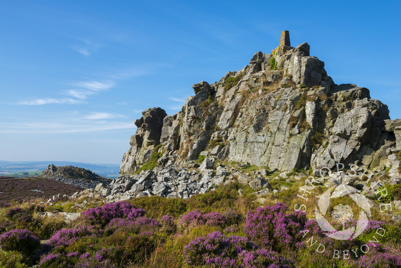 Purple heather beneath Manstone Rock on the Stiperstones, Shropshire.