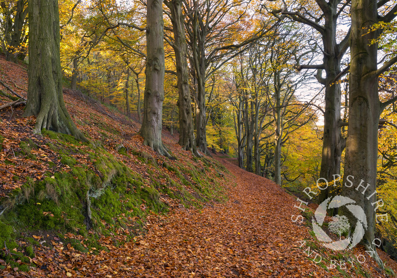 The Beech Walk on the Wrekin in autumn, Shropshire.