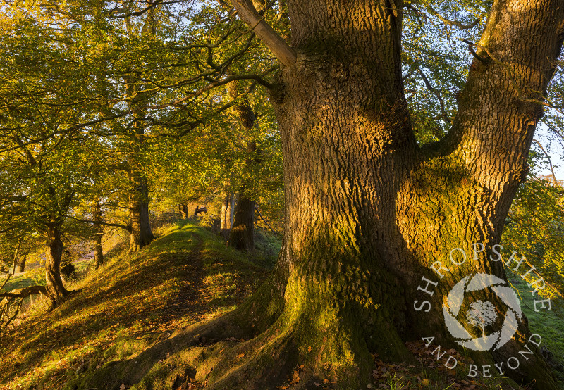 Warm autumn colours on the ramparts of Caynham Camp hill fort, near Ludlow, Shropshire.