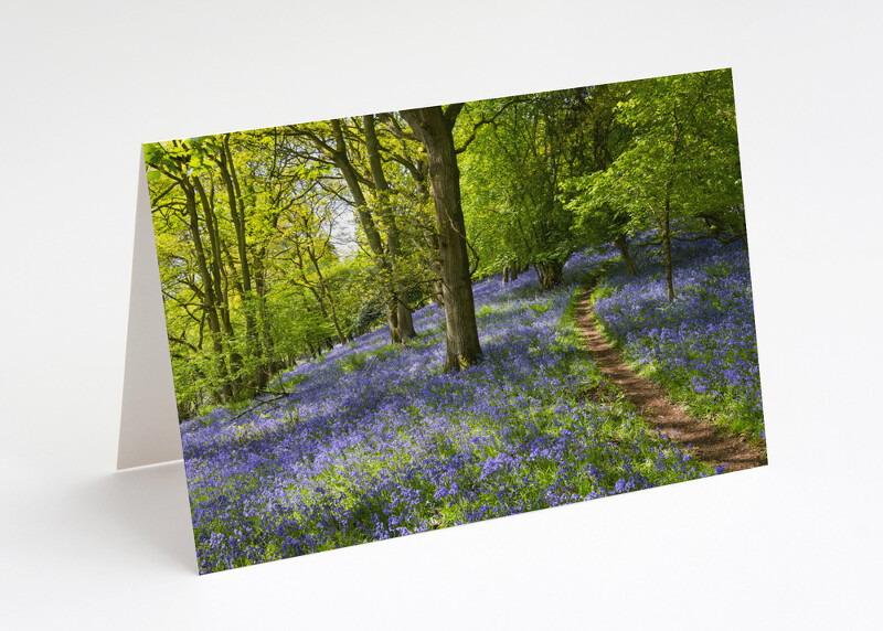 Bluebells on the Wrekin, Shropshire.