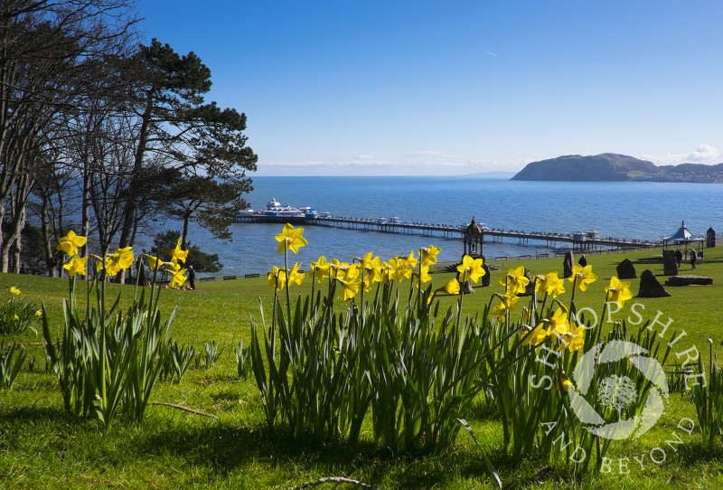 Springtime in Happy Valley Gardens, Llandudno, Wales.