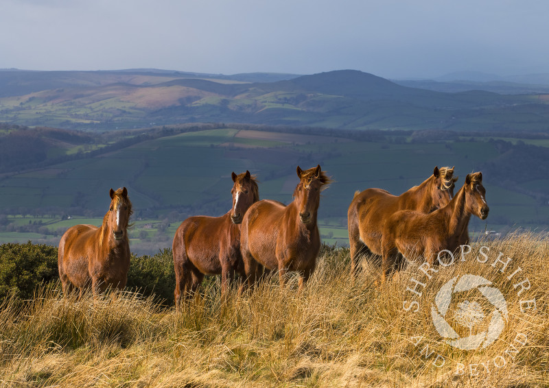 Wild ponies on Brown Clee Hill, Shropshire.