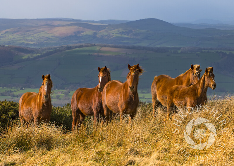 Wild ponies on Brown Clee Hill, Shropshire.