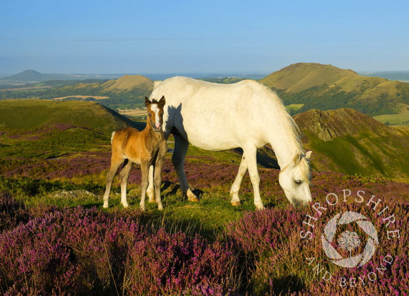 Pony and foal amid the heather on the Long Mynd above Church Stretton, Shropshire, England.