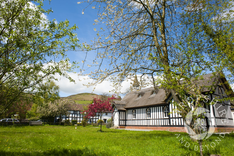 Spring blossom at All Saints' Church, Little Stretton, Shropshire.