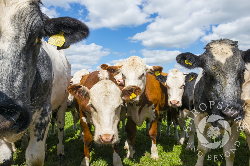 Friesian and Herefordshire cattle in a Shropshire field.