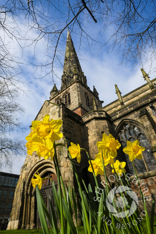 Daffodils outside medieval St Mary's Church in Shrewsbury, Shropshire.