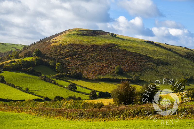 Autumn sunshine on Caer Caradoc Iron Age hill fort near Chapel Lawn, Clun, Shropshire.