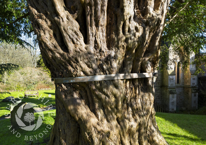 Ancient yew in the churchyard of St John the Baptist at Church Preen, Shropshire.