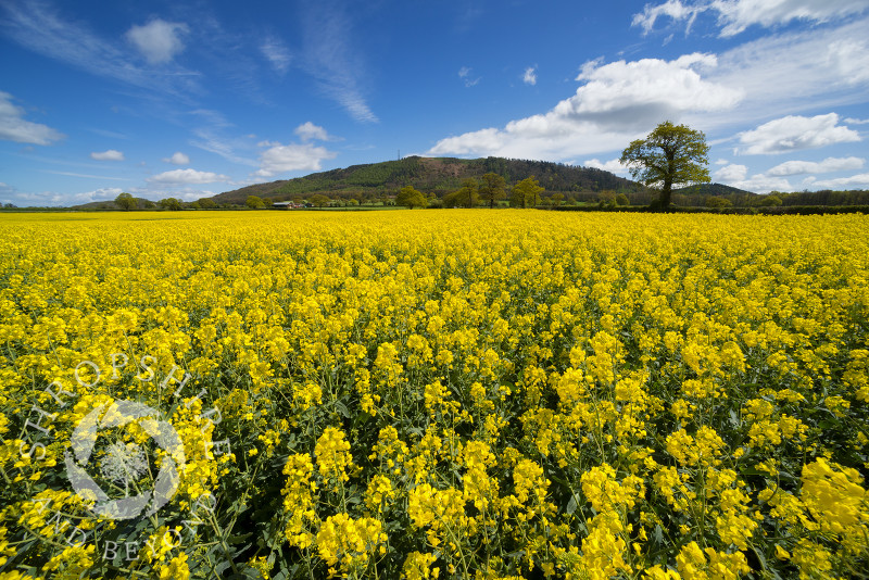A field of oilseed rape beneath the Wrekin near Telford in Shropshire, England.