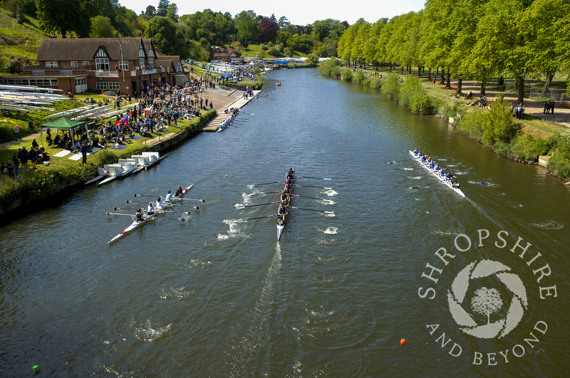 Rowing boats on the River Severn during Shrewsbury Regatta, Shropshire, England.