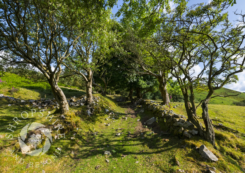 Sunken pathway on the Stiperstones, Shropshire.